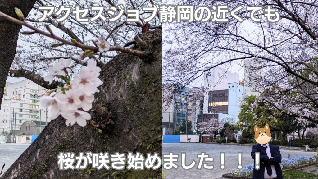アクセスジョブ静岡の近くの桜の写真